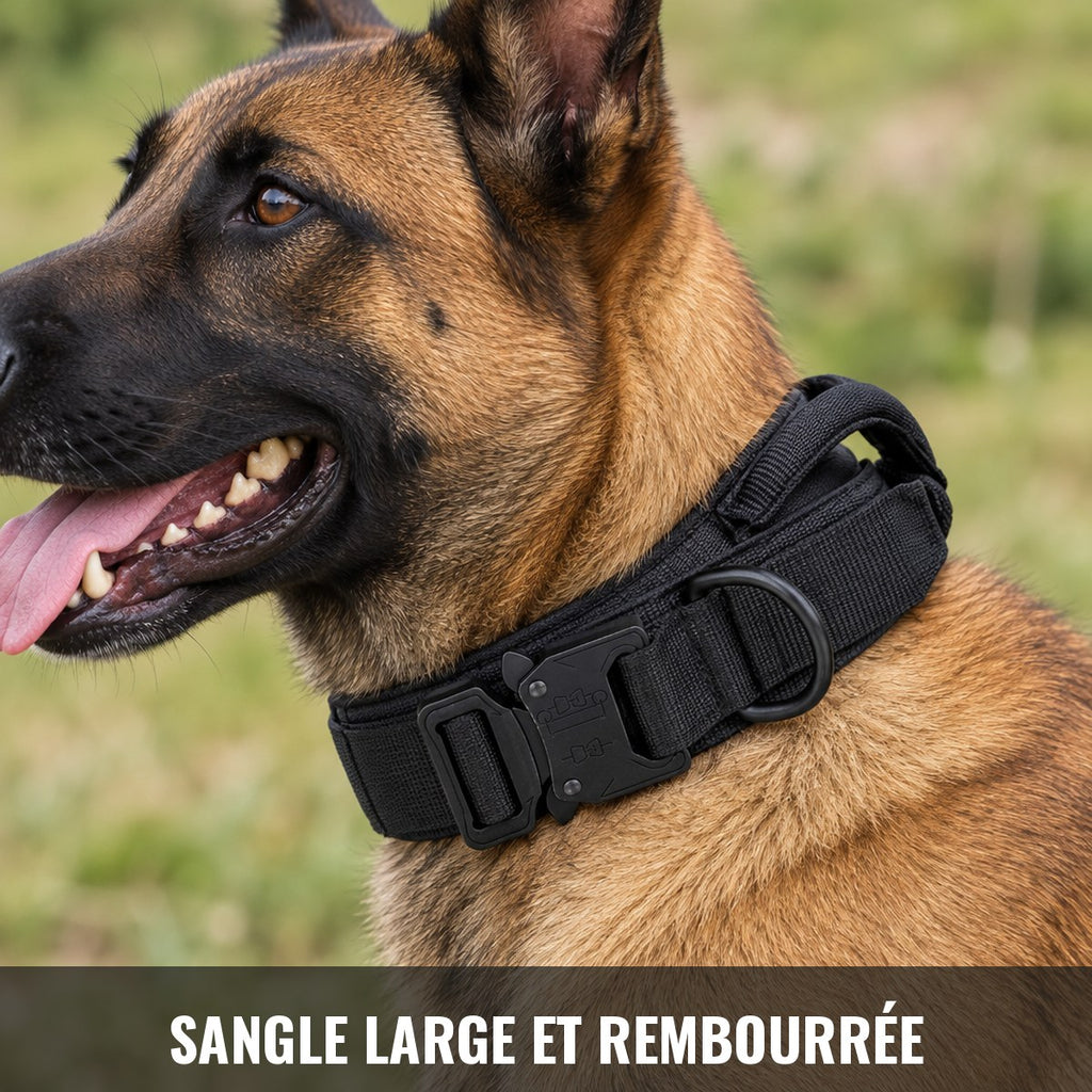 Sangle large et rembourrée du collier Cynana portée par un Malinois