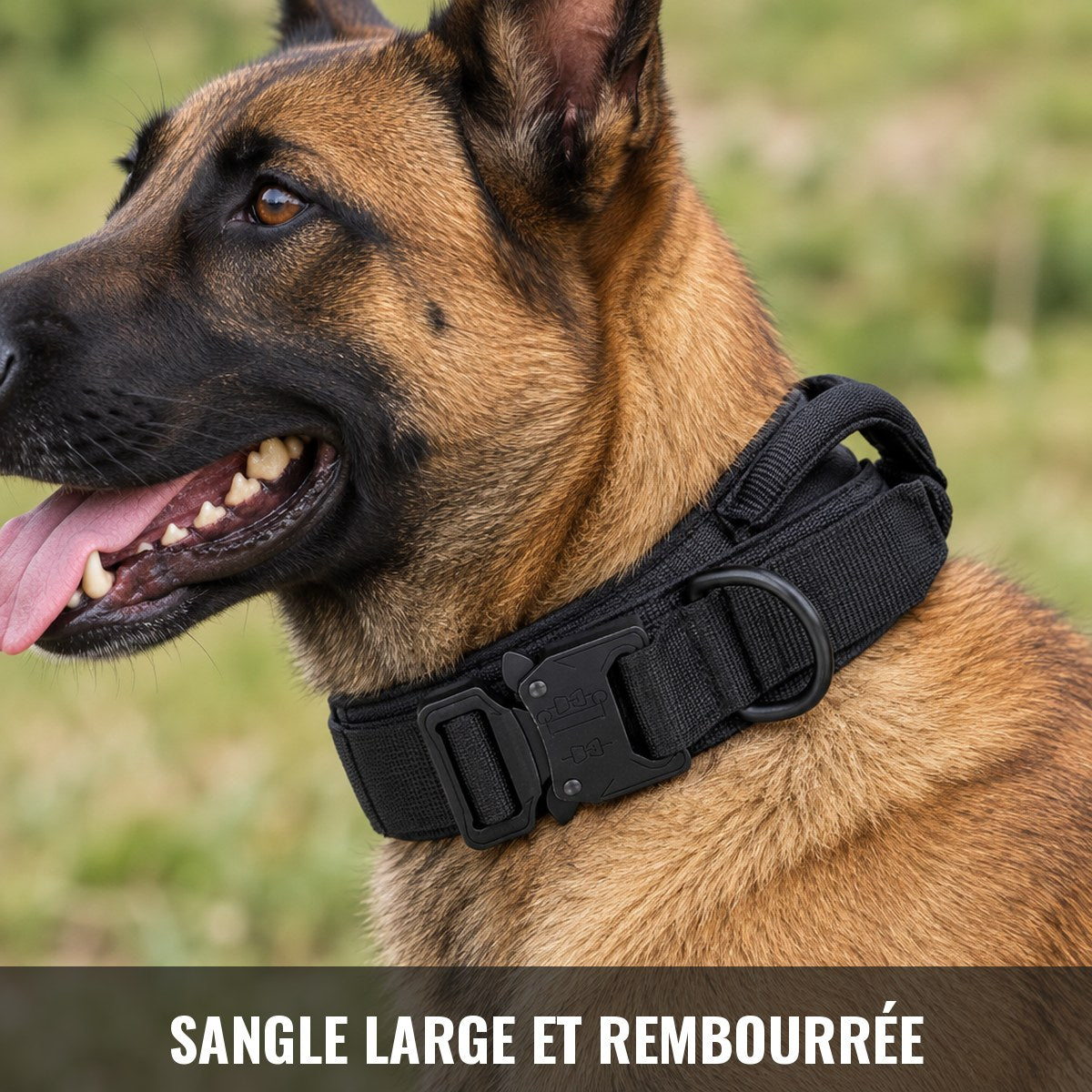 Sangle large et rembourrée du collier Cynana portée par un Malinois