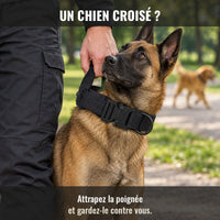 Maître tenant la poignée du collier Cynana pendant qu'un autre chien passe