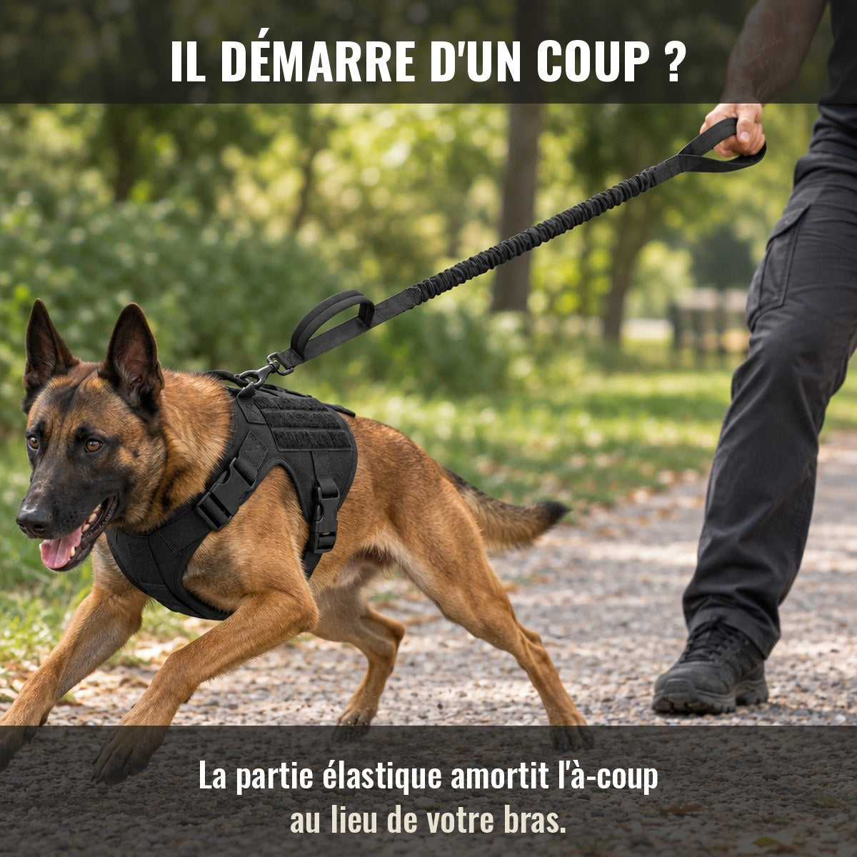 Chien qui démarre brusquement : la partie élastique de la laisse Cynana amortit l'à-coup