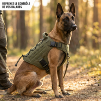 Malinois assis sur un sentier en forêt, équipé du harnais tactique Contrôle+ kaki