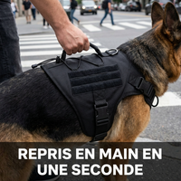 Main tenant la poignée du harnais Contrôle+ pour garder un grand chien près de soi à un passage piéton