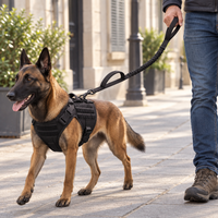 Malinois en harnais tactique noir tenu en laisse tactique Cynana sur un trottoir en ville