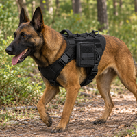 Malinois en harnais tactique noir avec la pochette MOLLE Cynana fixée sur le côté